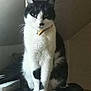 cat, black_and_white, indoor, pet, sitting, collar, bell, desk, computer_mouse, printer, curious, fur, whiskers, animal, feline, portrait, domestic, household, furniture, cute