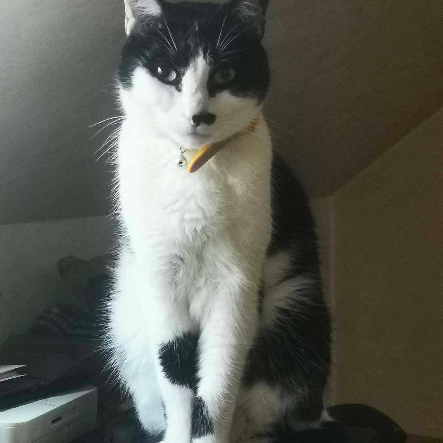 Felix a rejoint le concours — aidez-le/la à gagner de superbes lots ! animal, bell, black_and_white, cat, collar, computer_mouse, curious, cute, desk, domestic, feline, fur, furniture, household, indoor, pet, portrait, printer, sitting, whiskers