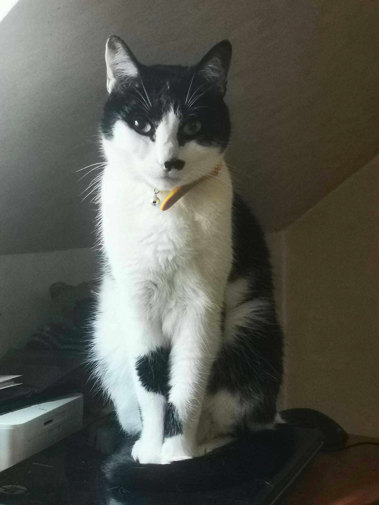 Felix a rejoint le concours — aidez-le/la à gagner de superbes lots ! cat, black_and_white, indoor, pet, sitting, collar, bell, desk, computer_mouse, printer, curious, fur, whiskers, animal, feline, portrait, domestic, household, furniture, cute