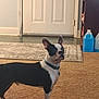 boston_terrier, dog, pet, carpet, toy, bone_toy, indoor, door, floor, collar, household, animal, alert, standing, fur, ears, black_and_white, domestic, mammal, companion