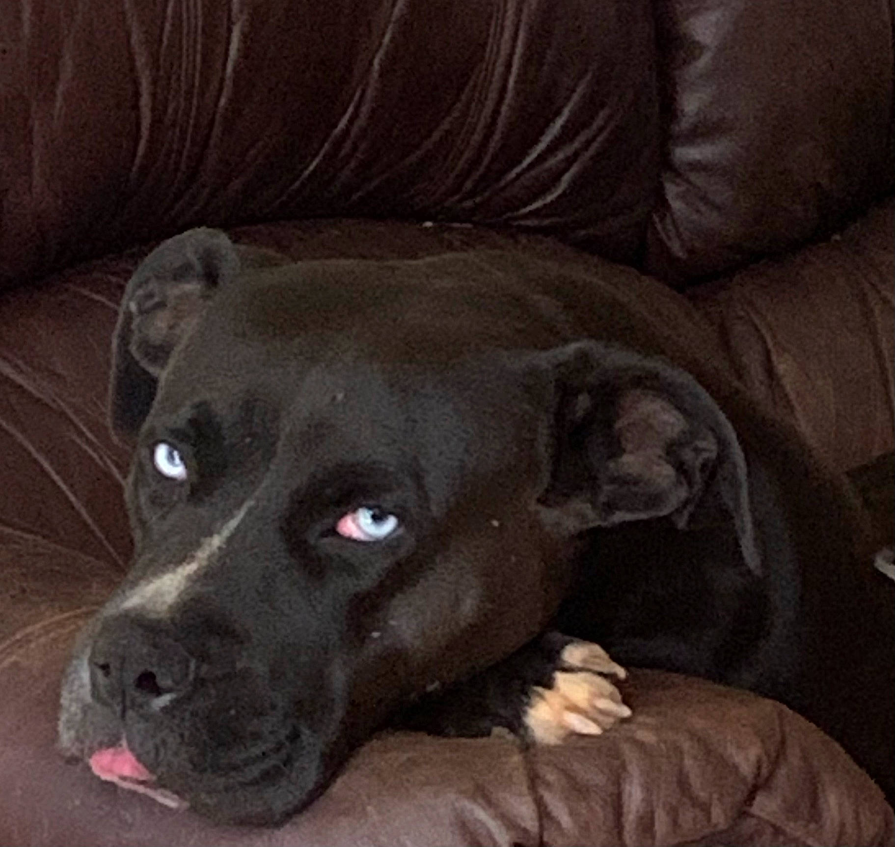 Zoe joined the competition — help win amazing prizes! borador, canidae, carnivore, comfort, companion_dog, couch, dog, dog_breed, fawn, fur, grey, gun_dog, liver, non_sporting_group, snout, sporting_group, terrestrial_animal, whiskers, working_animal