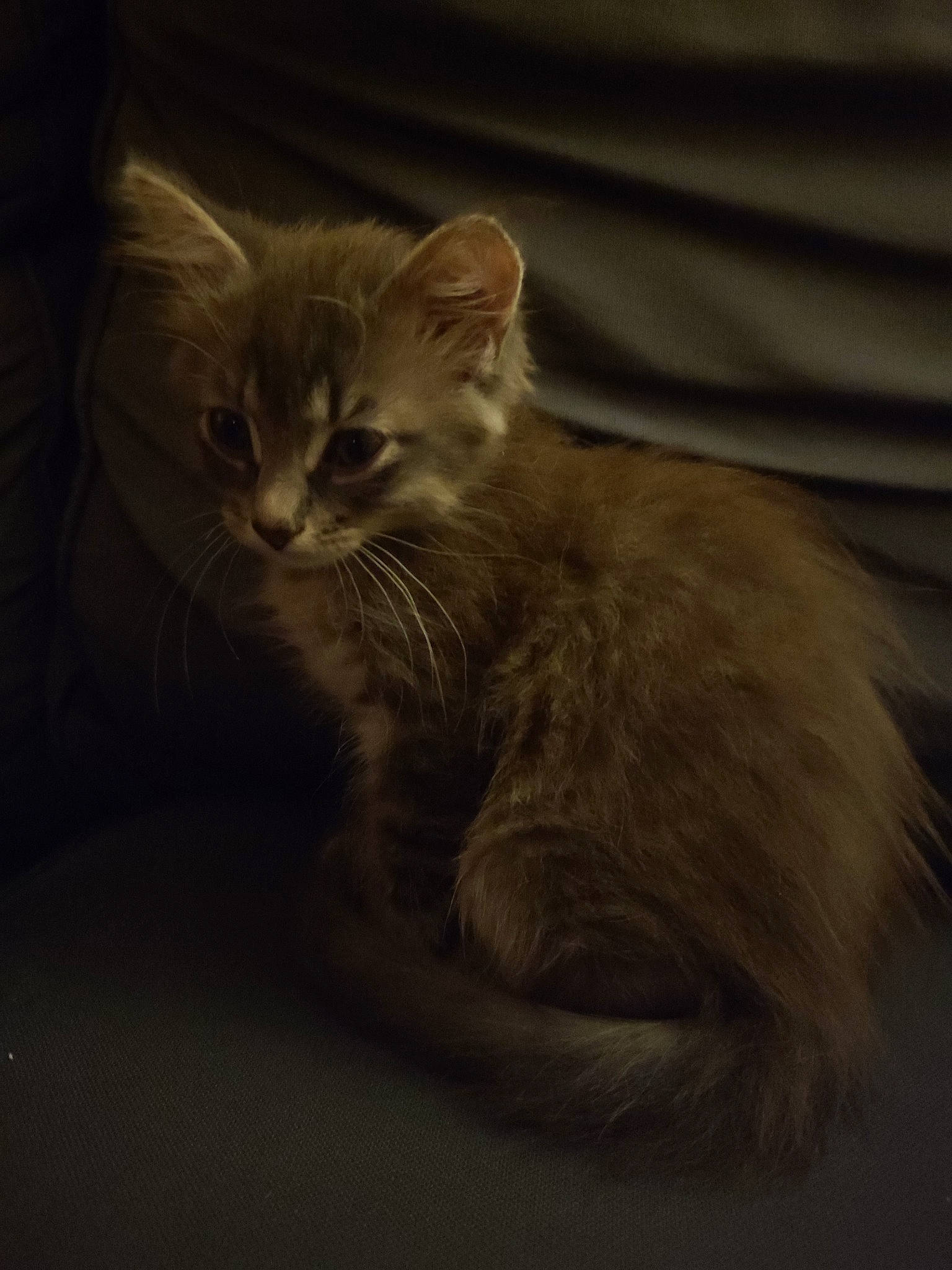 Triskell a rejoint le concours — aidez-le/la à gagner de superbes lots ! carnivore, cat, cat_supply, claw, comfort, darkness, domestic_short_haired_cat, ear, fawn, felidae, fur, paw, small_to_medium_sized_cats, tail, terrestrial_animal, whiskers, window, wood