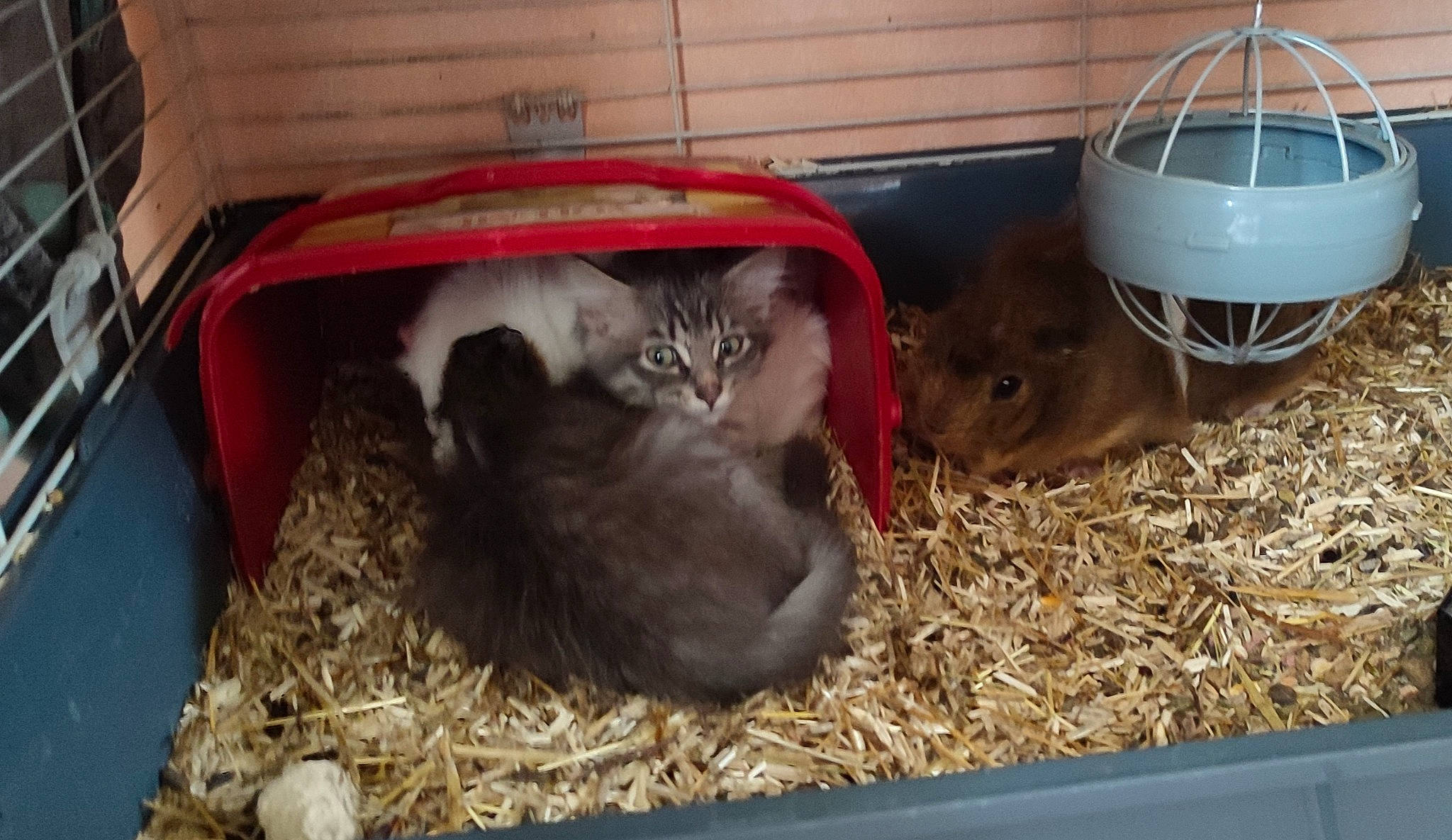 Triskell a rejoint le concours — aidez-le/la à gagner de superbes lots ! animal_shelter, cage, cat, cat_supply, comfort, fawn, felidae, fur, gas, hamster, mammal, mouse, muroidea, pet_supply, rodent, small_to_medium_sized_cats, snout, tail, vertebrate, whiskers