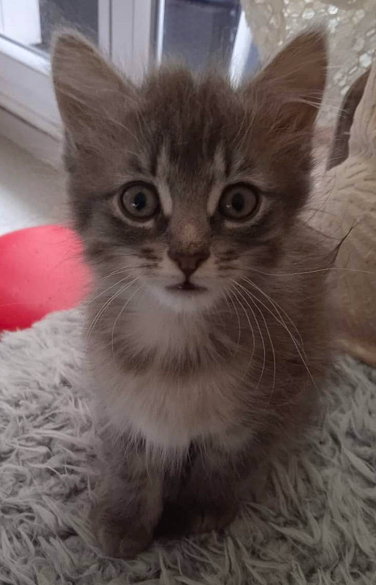 Triskell participe au concours pour gagner de l'argent avec cette photo : carnivore, cat, domestic_short_haired_cat, felidae, fur, iris, paw, small_to_medium_sized_cats, snout, whiskers, window