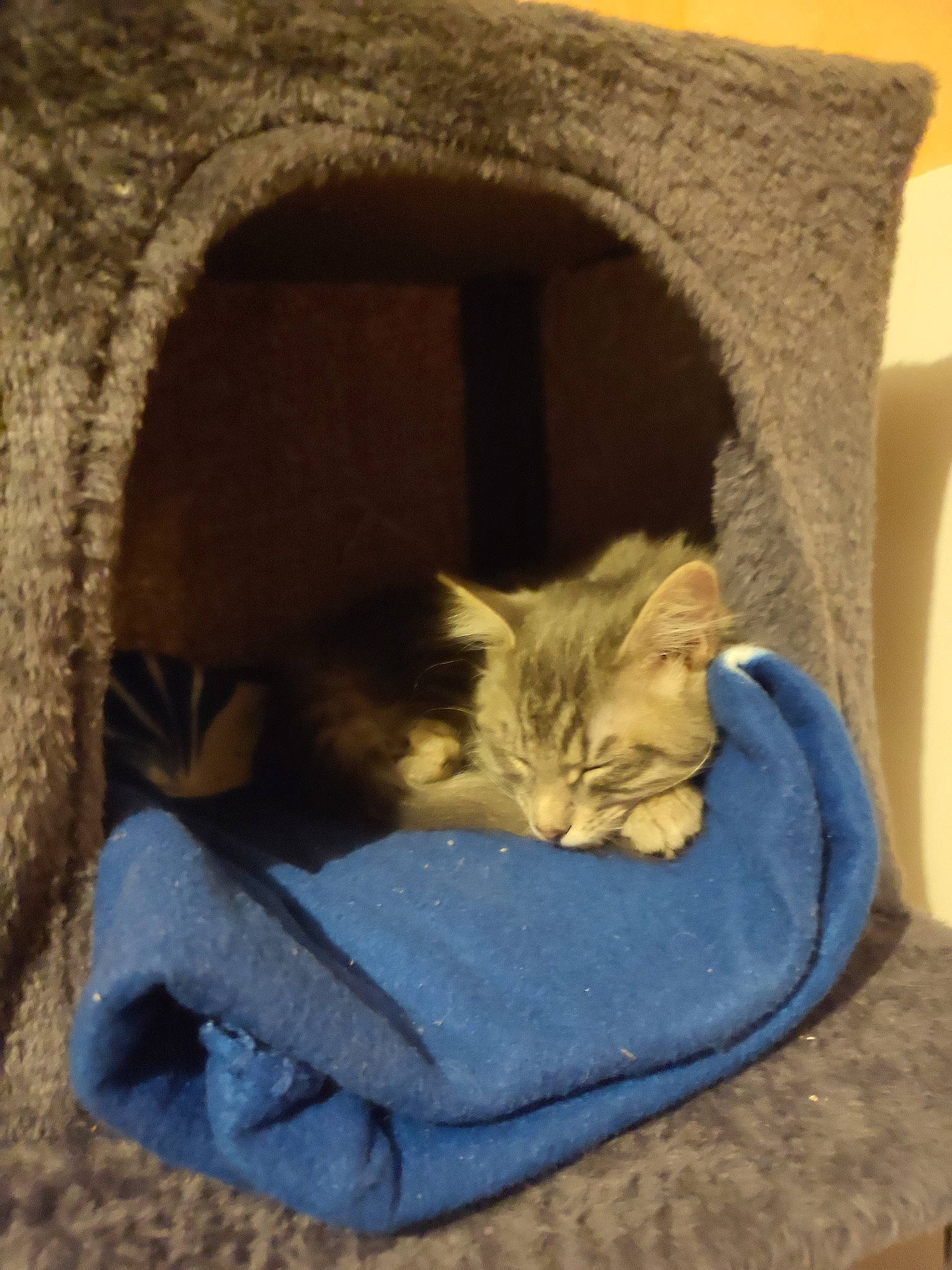 Triskell a rejoint le concours — aidez-le/la à gagner de superbes lots ! carnivore, cat, cat_bed, cat_furniture, cat_supply, chair, comfort, couch, domestic_short_haired_cat, fawn, felidae, fur, grey, linens, pet_supply, small_to_medium_sized_cats, tail, whiskers, window, wood