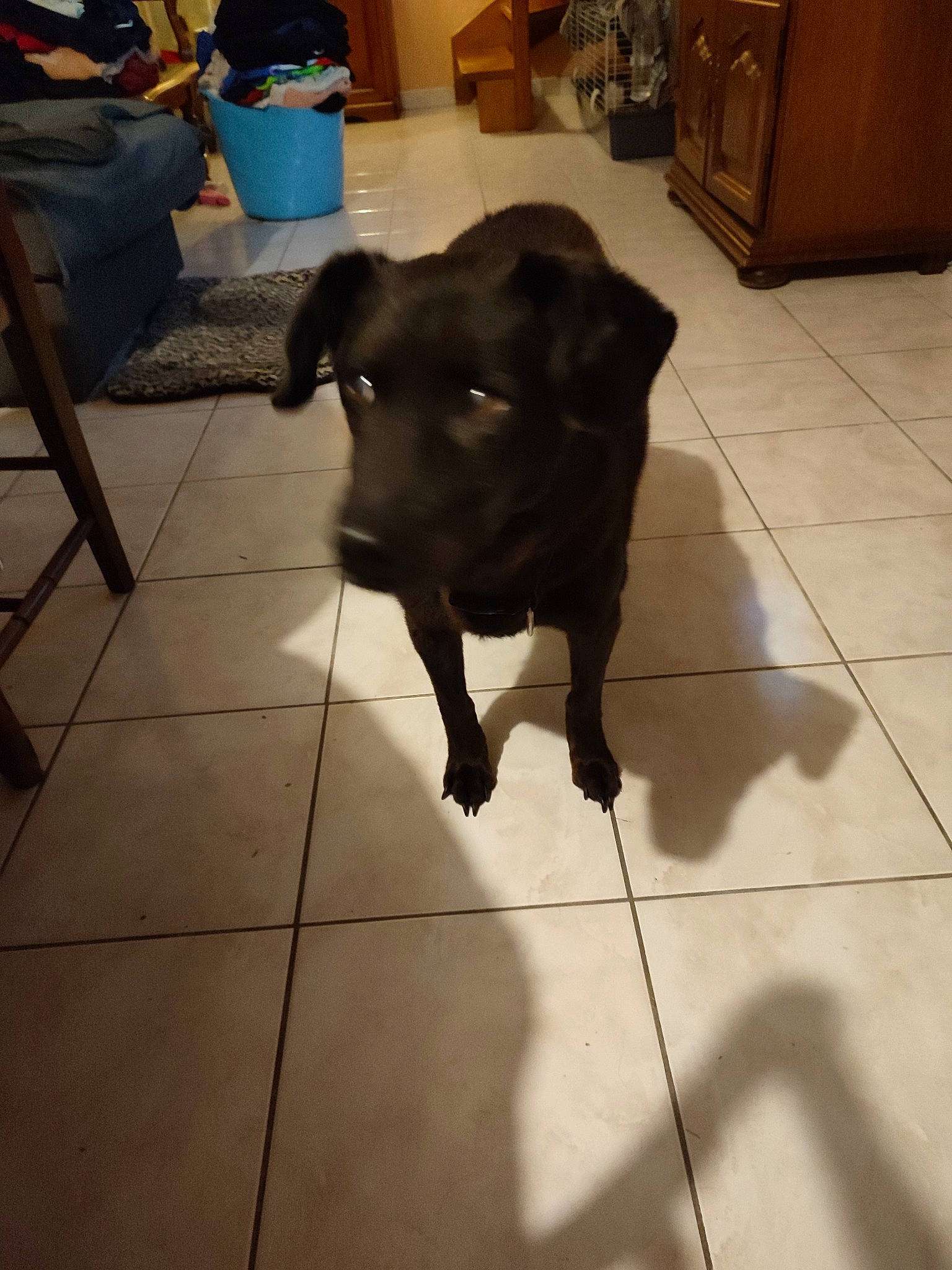 Cartouche participe au concours pour gagner de l'argent avec cette photo : black, borador, cabinetry, carnivore, chair, chest_of_drawers, companion_dog, dog, dog_breed, fawn, floor, flooring, fur, hardwood, liver, shadow, snout, tail, tile, working_animal