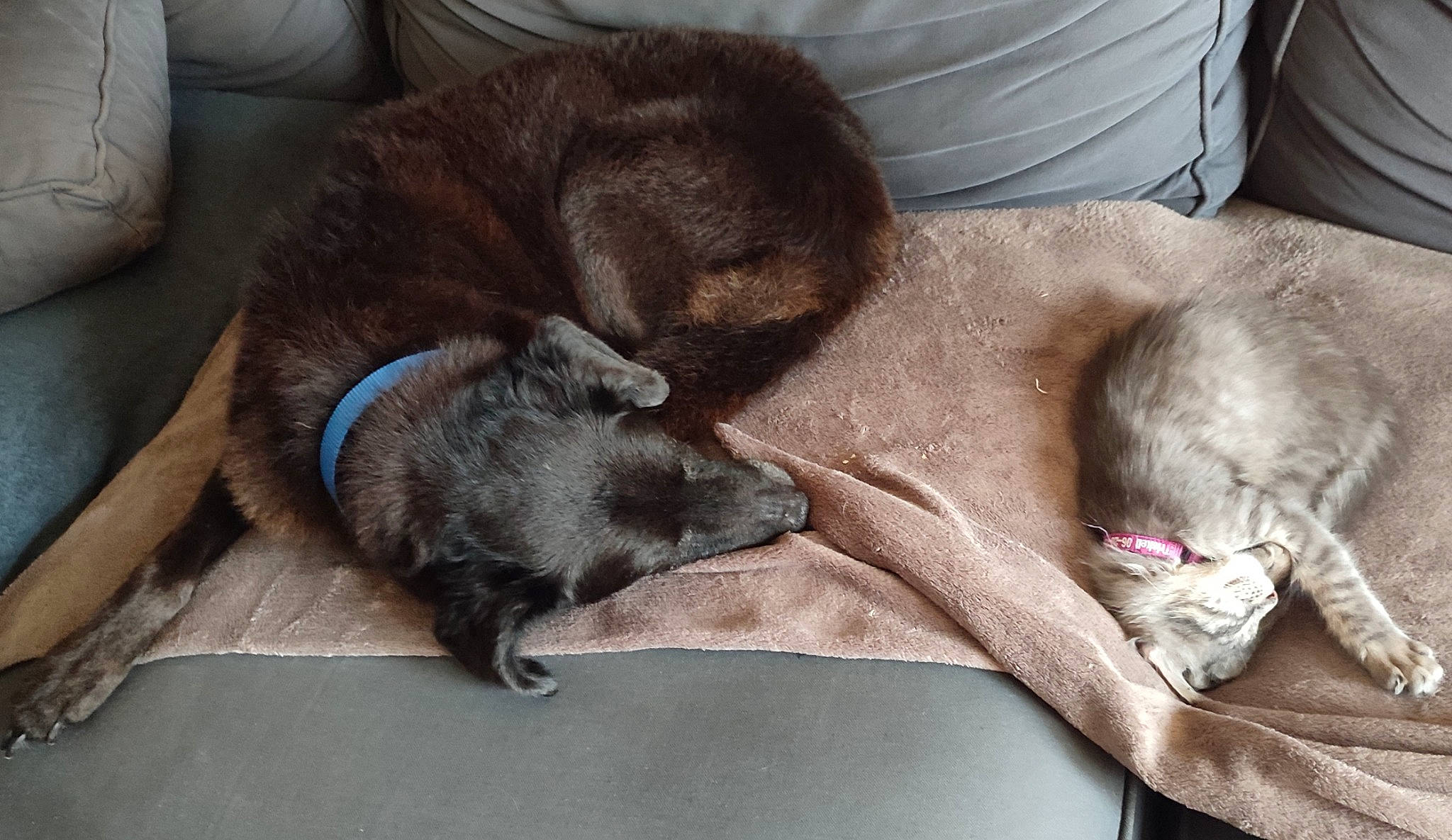 Cartouche participe au concours pour gagner de l'argent avec cette photo : canidae, carnivore, cat, claw, comfort, companion_dog, dog_breed, domestic_short_haired_cat, fawn, felidae, fur, hardwood, liver, nap, paw, small_to_medium_sized_cats, snout, sporting_group, tail, whiskers