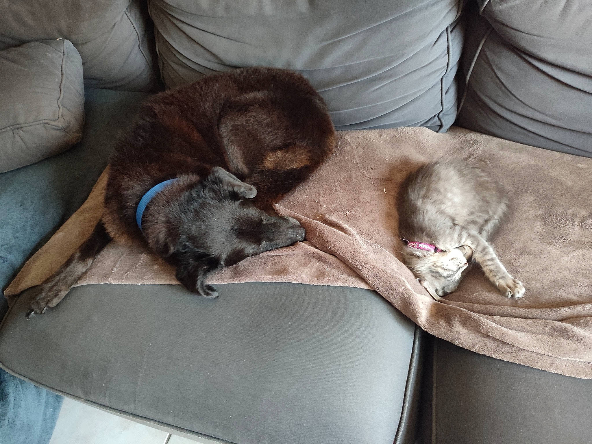 Cartouche participe au concours pour gagner de l'argent avec cette photo : canidae, carnivore, comfort, companion_dog, couch, dog_breed, domestic_short_haired_cat, fawn, felidae, fur, grey, linens, nap, sleep, small_to_medium_sized_cats, sporting_group, whiskers