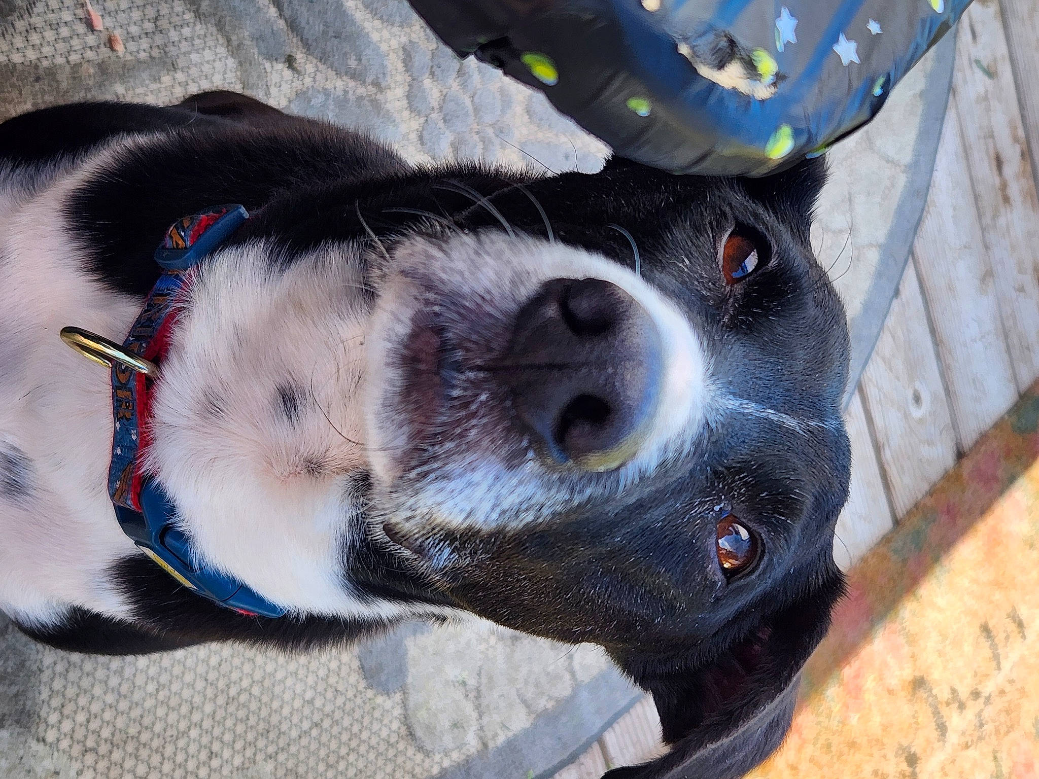 Dexter is registered to the contest to win money with this photo: canidae, carnivore, collar, companion_dog, dog, dog_breed, dog_collar, dog_supply, electric_blue, fashion_accessory, fawn, fur, leash, paw, pet_supply, snout, sporting_group, whiskers, working_animal, working_dog