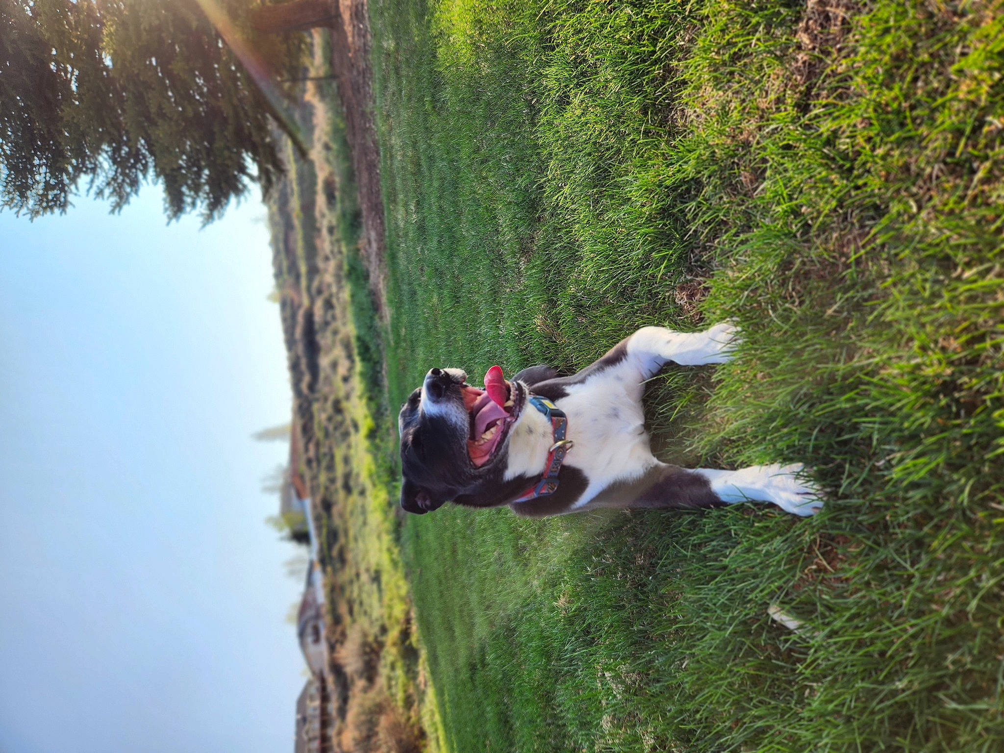 Dexter is registered to the contest to win money with this photo: adventure, canidae, dog, dog_breed, extreme_sport, forest, fun, grass, landscape, leisure, plant, recreation, rock_climbing_equipment, rope, sky, sport_climbing, sporting_group, tree, trunk, wood