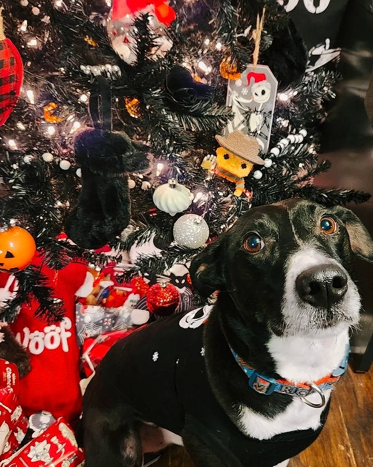 Dexter is registered to the contest to win money with this photo: carnivore, christmas, christmas_decoration, christmas_eve, christmas_ornament, christmas_tree, collar, companion_dog, dog, dog_breed, dog_collar, event, fawn, holiday, holiday_ornament, ornament, plant, toy, tree, working_animal