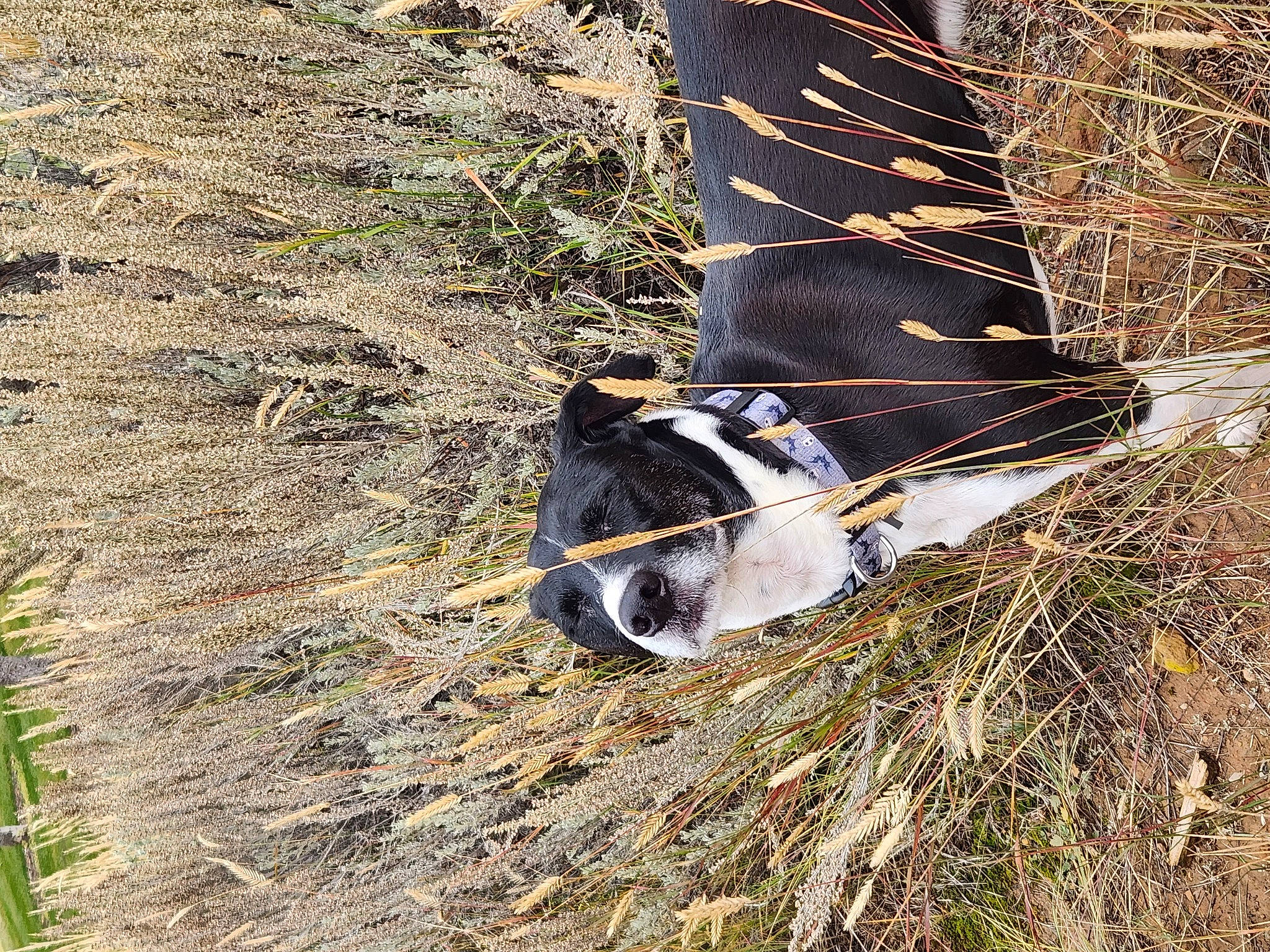 Dexter is registered to the contest to win money with this photo: automotive_tire, foot, fur, grass, human_leg, leg, outdoor_shoe, people_in_nature, plant, rope, soil, sporting_group, tail, terrestrial_animal, thigh, tree, trunk, twig, wildlife, wood