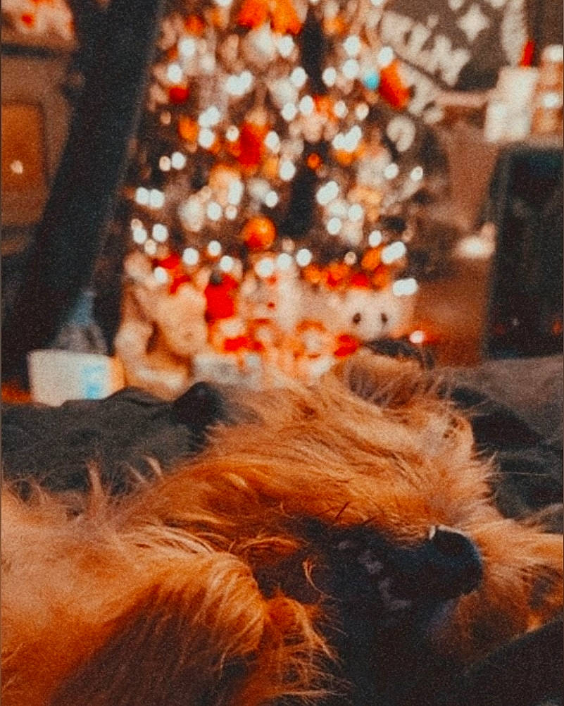 Jax joined the competition — help win amazing prizes! carnivore, christmas, christmas_decoration, christmas_tree, companion_dog, dog, dog_breed, event, fawn, felidae, fur, holiday, plant, small_to_medium_sized_cats, tail, terrier, toy_dog, tree, whiskers, window