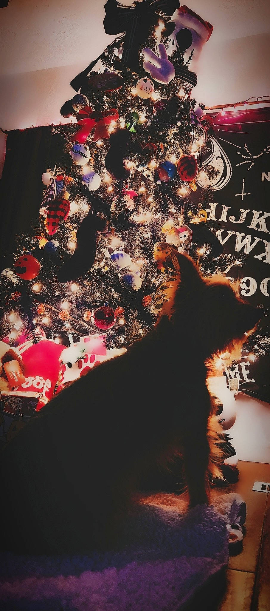 Jax is registered to the contest to win money with this photo: carnivore, cat, christmas, christmas_decoration, christmas_eve, christmas_ornament, christmas_tree, conifer, event, felidae, fur, holiday, holiday_ornament, ornament, small_to_medium_sized_cats, tail, tree, whiskers, window, woody_plant