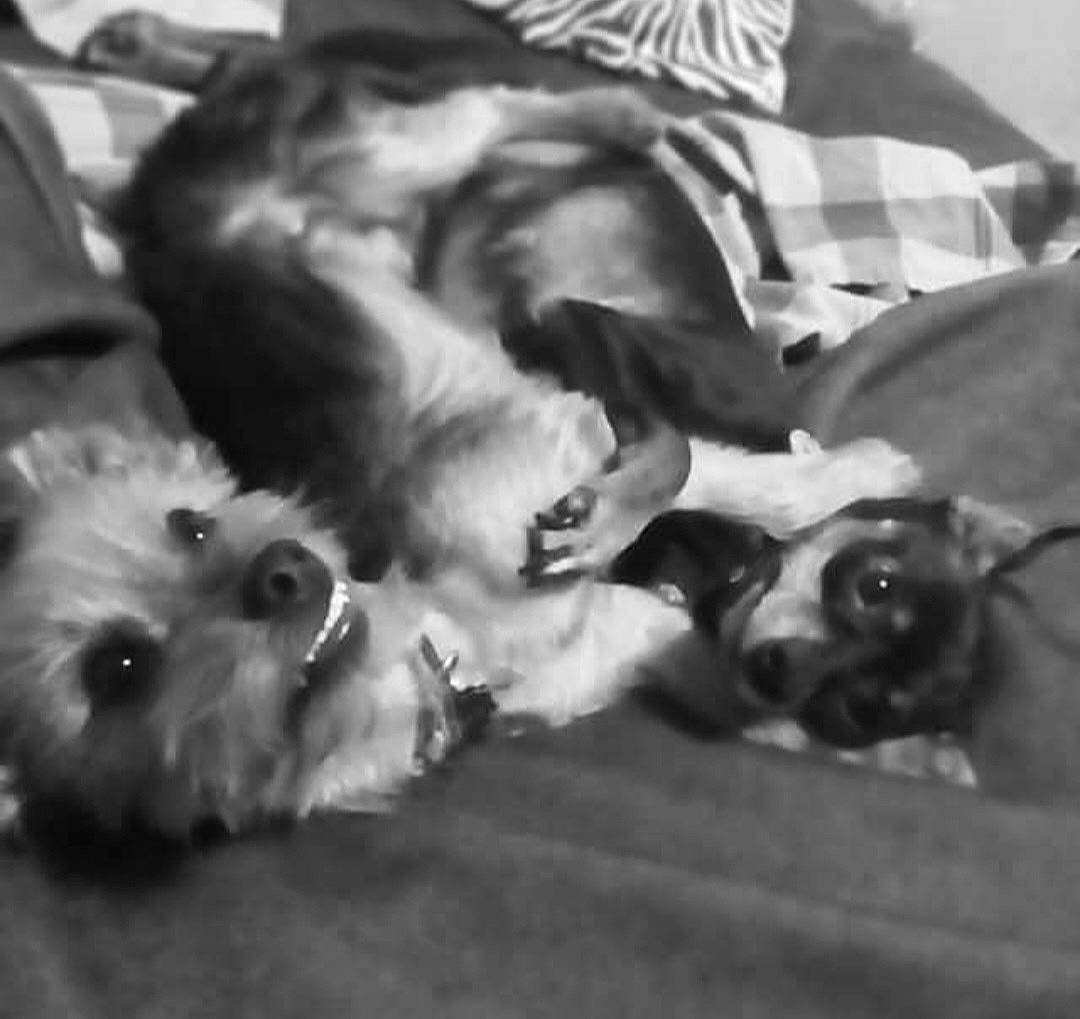 Jax joined the competition — help win amazing prizes! canidae, carnivore, comfort, companion_dog, dog, dog_breed, dog_supply, fur, monochrome, monochrome_photography, non_sporting_group, paw, pet_supply, snout, sporting_group, style, toy_dog, whiskers, white, working_animal