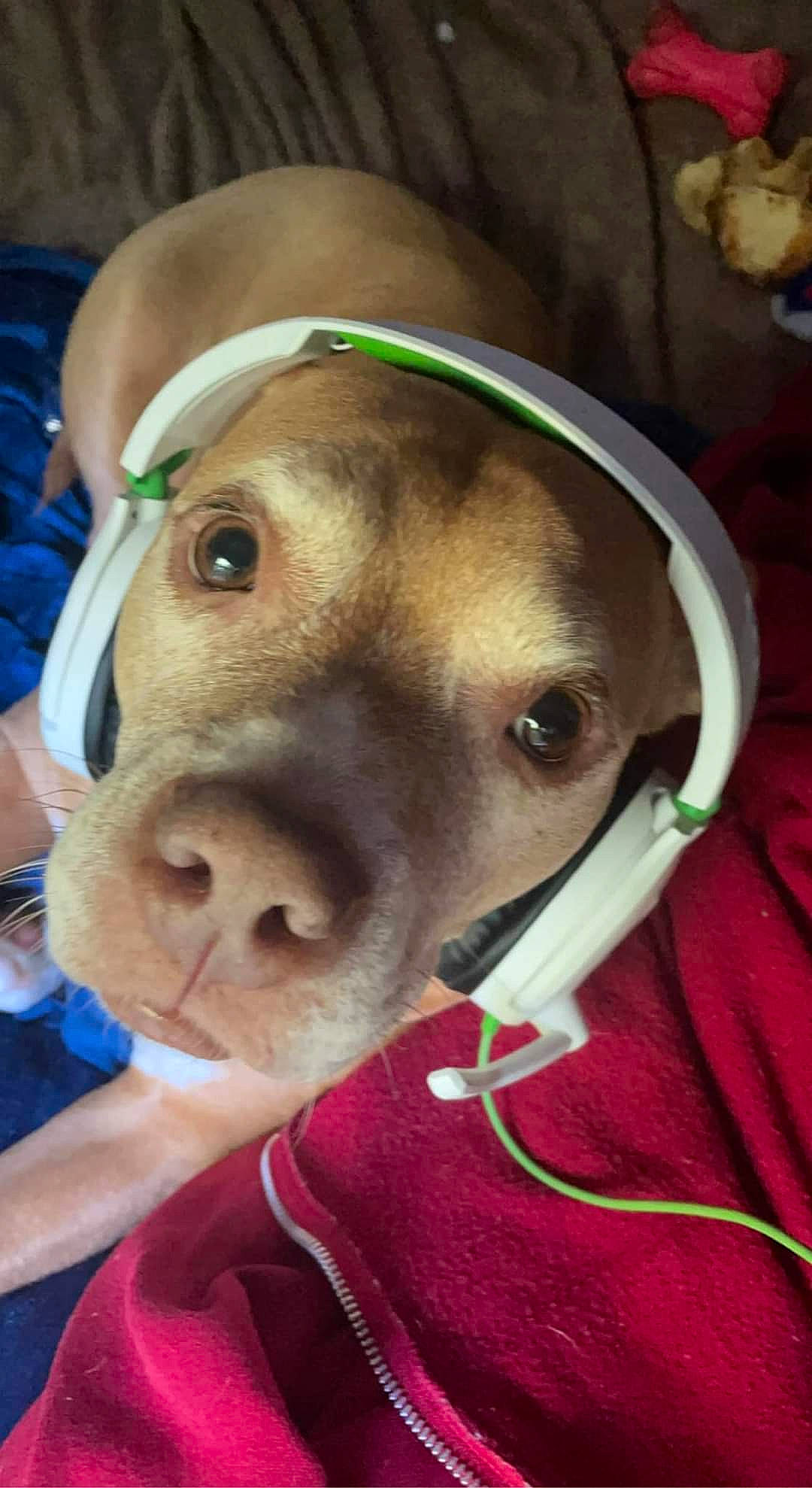 Ariel joined the competition — help win amazing prizes! basset_hound, carnivore, collar, companion_dog, dog, dog_breed, dog_collar, dog_supply, ear, fawn, fur, jaw, leash, personal_protective_equipment, pet_supply, selfie, snout, sporting_group, whiskers, working_animal