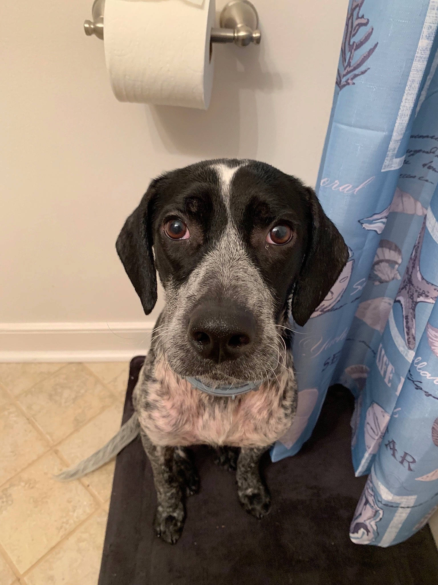 Izzie joined the competition — help win amazing prizes! braque_dauvergne, braque_francais, canidae, carnivore, dog, dog_breed, german_shorthaired_pointer, hunting_dog, mammal, old_danish_pointer, pachon_navarro, pointer, pointing_breed, snout, sporting_group, vertebrate