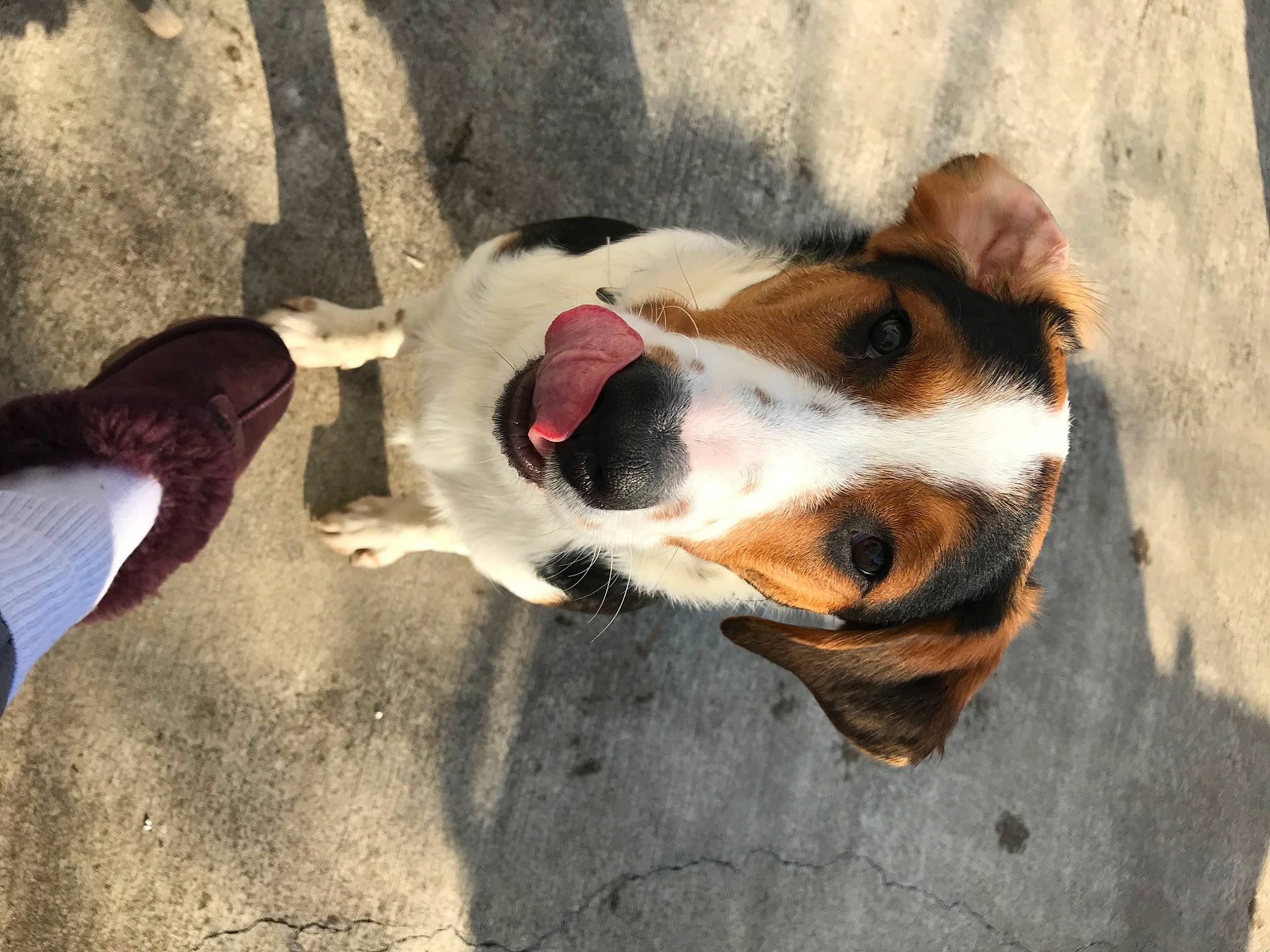 Otis is registered to the contest to win money with this photo: art, canidae, carnivore, collar, companion_dog, dog, dog_breed, dog_collar, dog_supply, fawn, fur, leash, paw, road_surface, snout, sporting_group, street_dog, whiskers, working_animal, working_dog