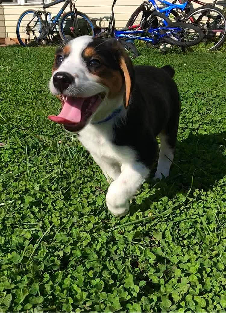 Otis is registered to the contest to win money with this photo: bicycle, bicycle_handlebar, bicycle_tire, bicycle_wheel, bicycles_equipment_and_supplies, canidae, carnivore, collar, companion_dog, dog, dog_breed, grass, groundcover, plant, snout, spoke, sporting_group, tire, vehicle, wheel