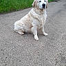 golden_retriever, dog, canine, pet, sitting, outdoor, path, gravel, grass, trees, nature, animal, fur, mammal, calm, quiet, mist, daytime, alone, portrait