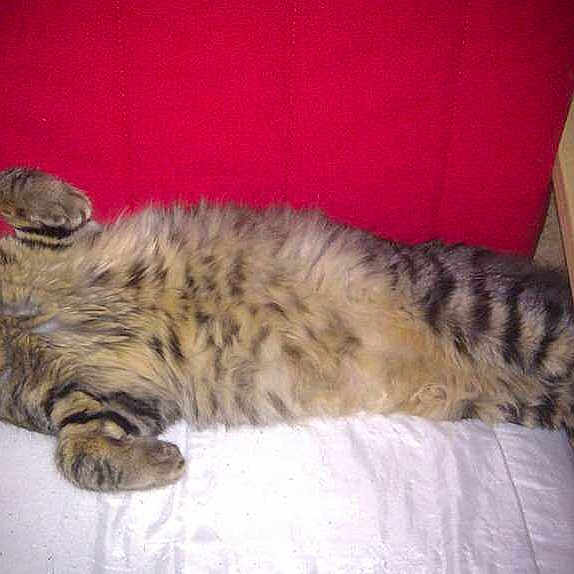 Shaka