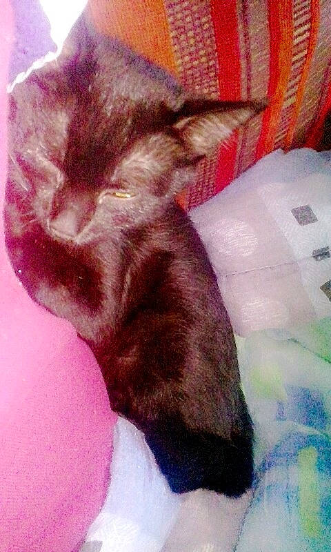 Hevana a rejoint le concours — aidez-le/la à gagner de superbes lots ! canidae, carnivore, cat, dog_breed, felidae, kitten, liver, nap, puppy, small_to_medium_sized_cats, tail