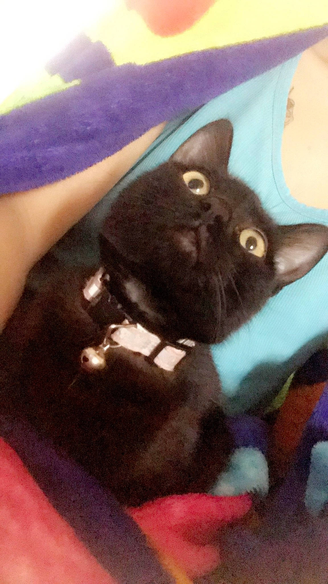 Hevana a rejoint le concours — aidez-le/la à gagner de superbes lots ! asian, black_cat, bombay, burmese, carnivore, cat, domestic_short_haired_cat, felidae, havana_brown, kitten, korat, small_to_medium_sized_cats, whiskers