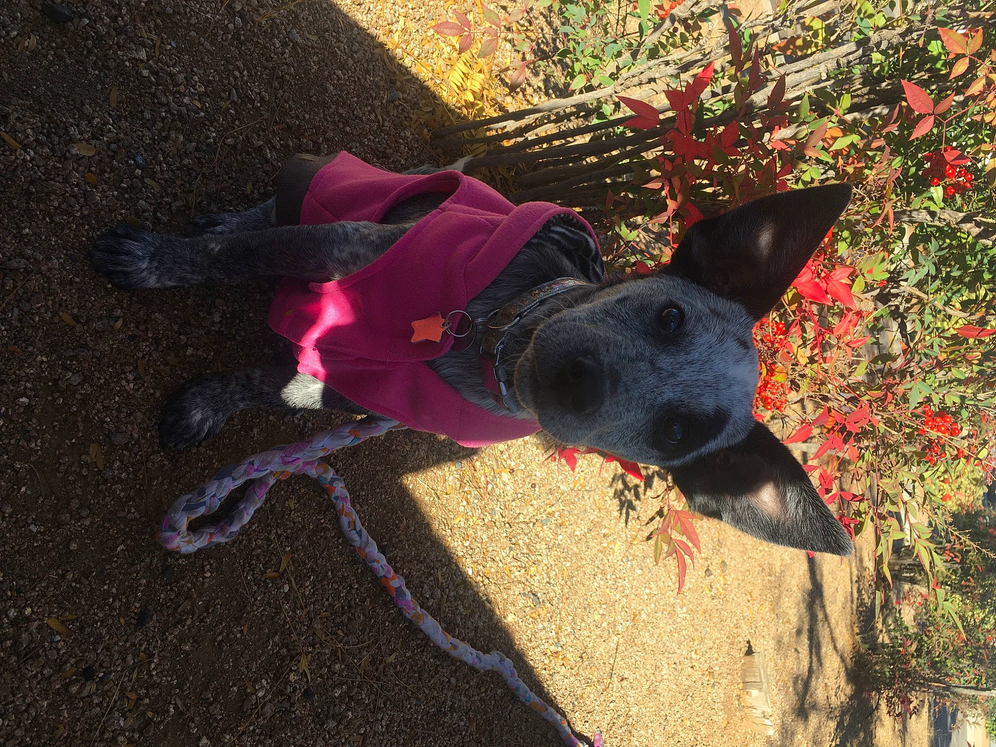 Stella is registered to the contest to win money with this photo: canidae, carmine, carnivore, collar, companion_dog, dog, dog_breed, dog_clothes, dog_collar, dog_supply, fashion_accessory, fawn, grass, magenta, plant, road_surface, shadow, soil, sporting_group, working_animal