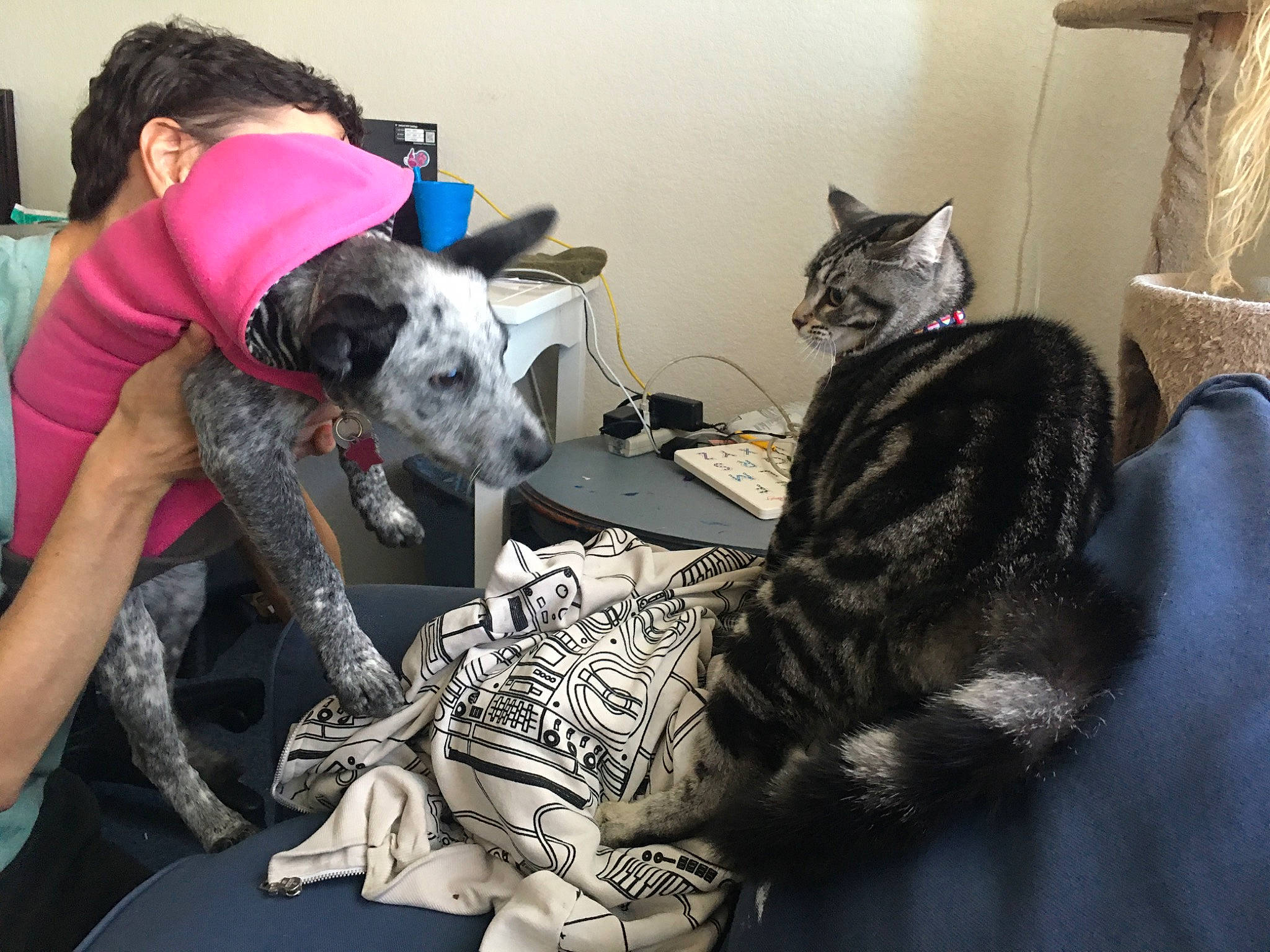 Stella is registered to the contest to win money with this photo: canidae, carnivore, cat, comfort, companion_dog, dog, dog_breed, domestic_short_haired_cat, felidae, fur, grey, non_sporting_group, small_to_medium_sized_cats, sporting_group, t_shirt, whiskers, working_animal