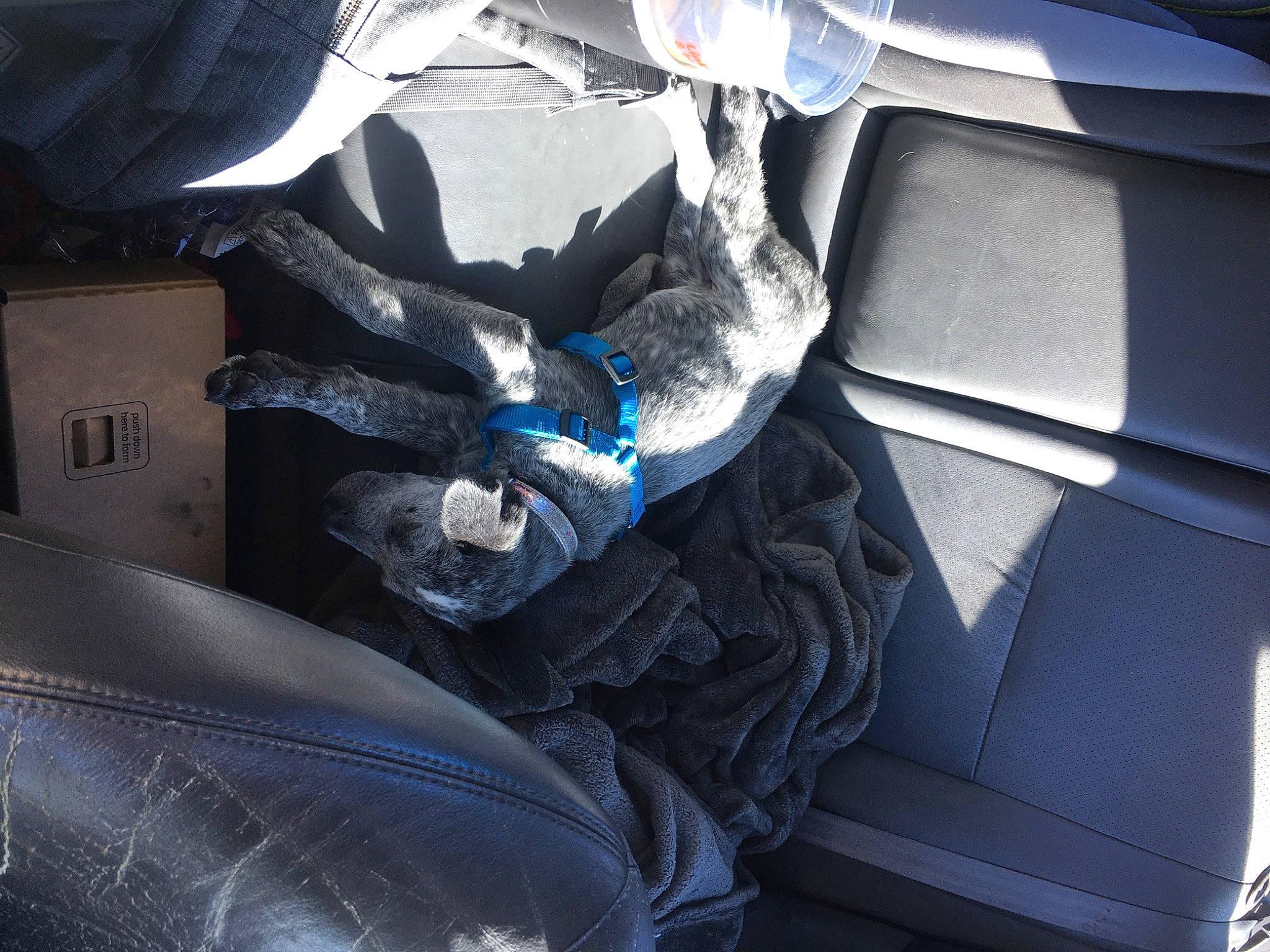 Stella joined the competition — help win amazing prizes! auto_part, automotive_design, automotive_exterior, automotive_lighting, automotive_tire, automotive_wheel_system, bumper, electric_blue, fender, fixture, gas, hood, motor_vehicle, personal_luxury_car, rim, tints_and_shades, tread, vehicle, vehicle_door, windshield