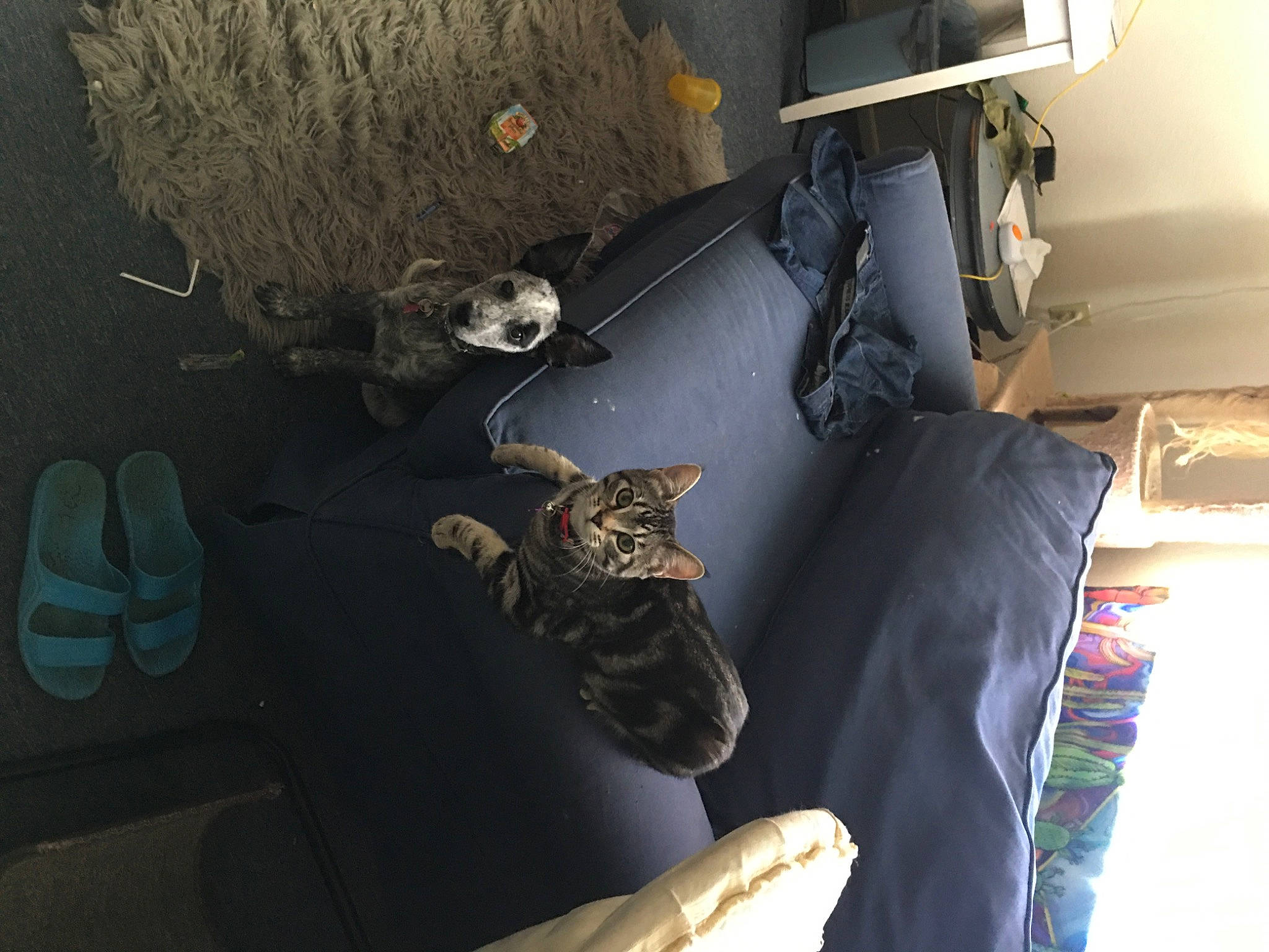 Stella is registered to the contest to win money with this photo: auto_part, automotive_exterior, automotive_tire, bumper, carnivore, cat, comfort, felidae, machine, metal, motor_vehicle, room, small_to_medium_sized_cats, space, vehicle_door, visual_arts, wood