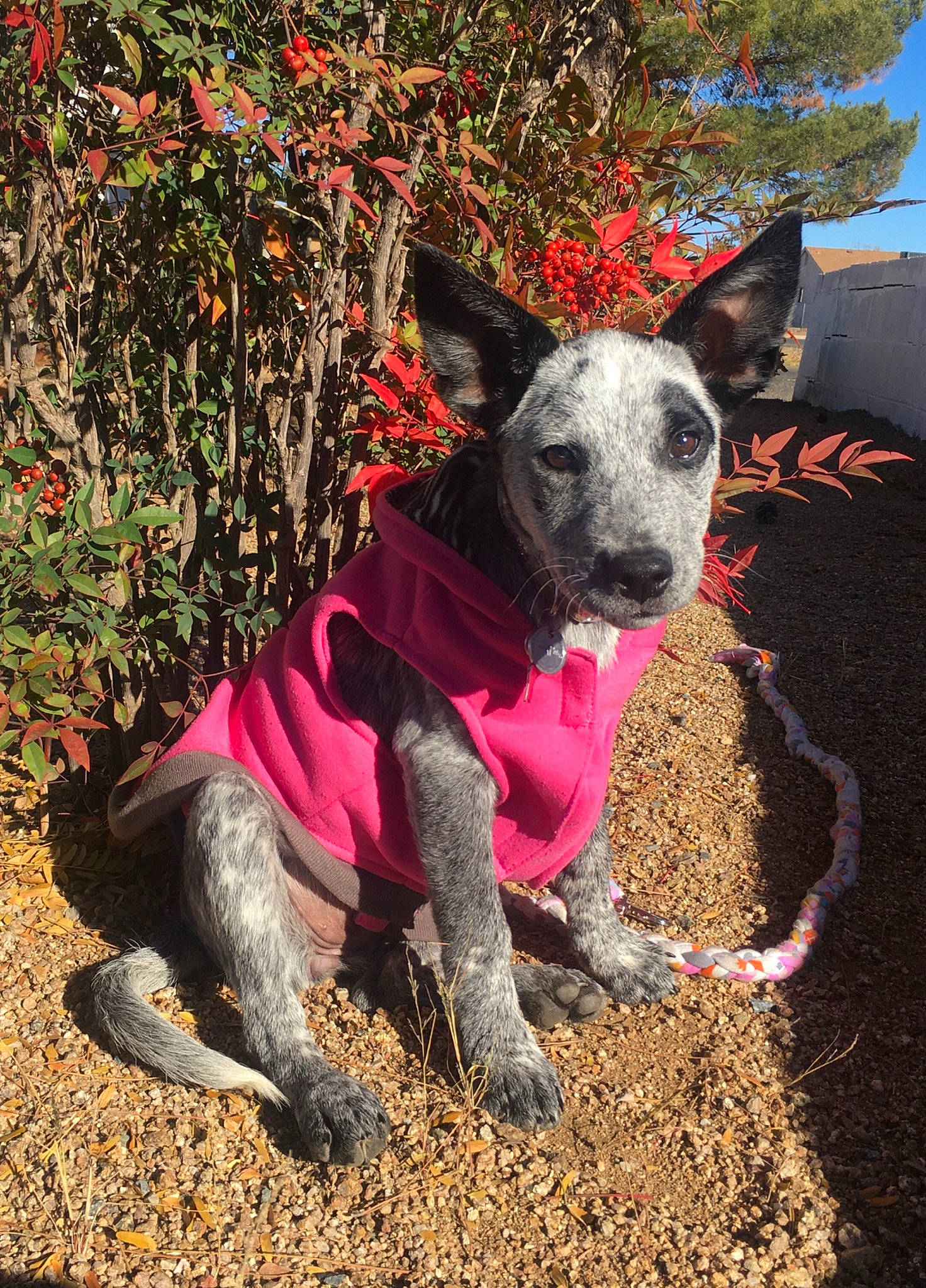 Stella joined the competition — help win amazing prizes! art, canidae, carmine, carnivore, collar, companion_dog, dog, dog_breed, dog_clothes, dog_collar, dog_supply, fawn, grass, plant, snout, soil, sporting_group, tail, tree, working_animal