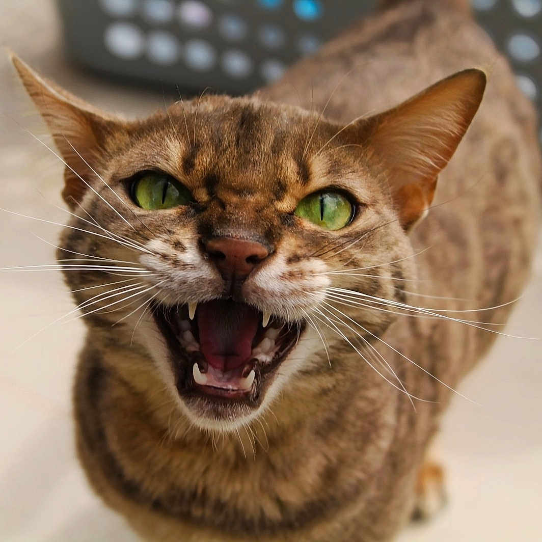 Rumyll a rejoint le concours — aidez-le/la à gagner de superbes lots ! alert, animal, cat, close_up, cute, domestic_cat, ears, expression, face, feline, fur, green_eyes, mouth_open, outdoor, pet, sharp_teeth, snarling, tabby, teeth, whiskers