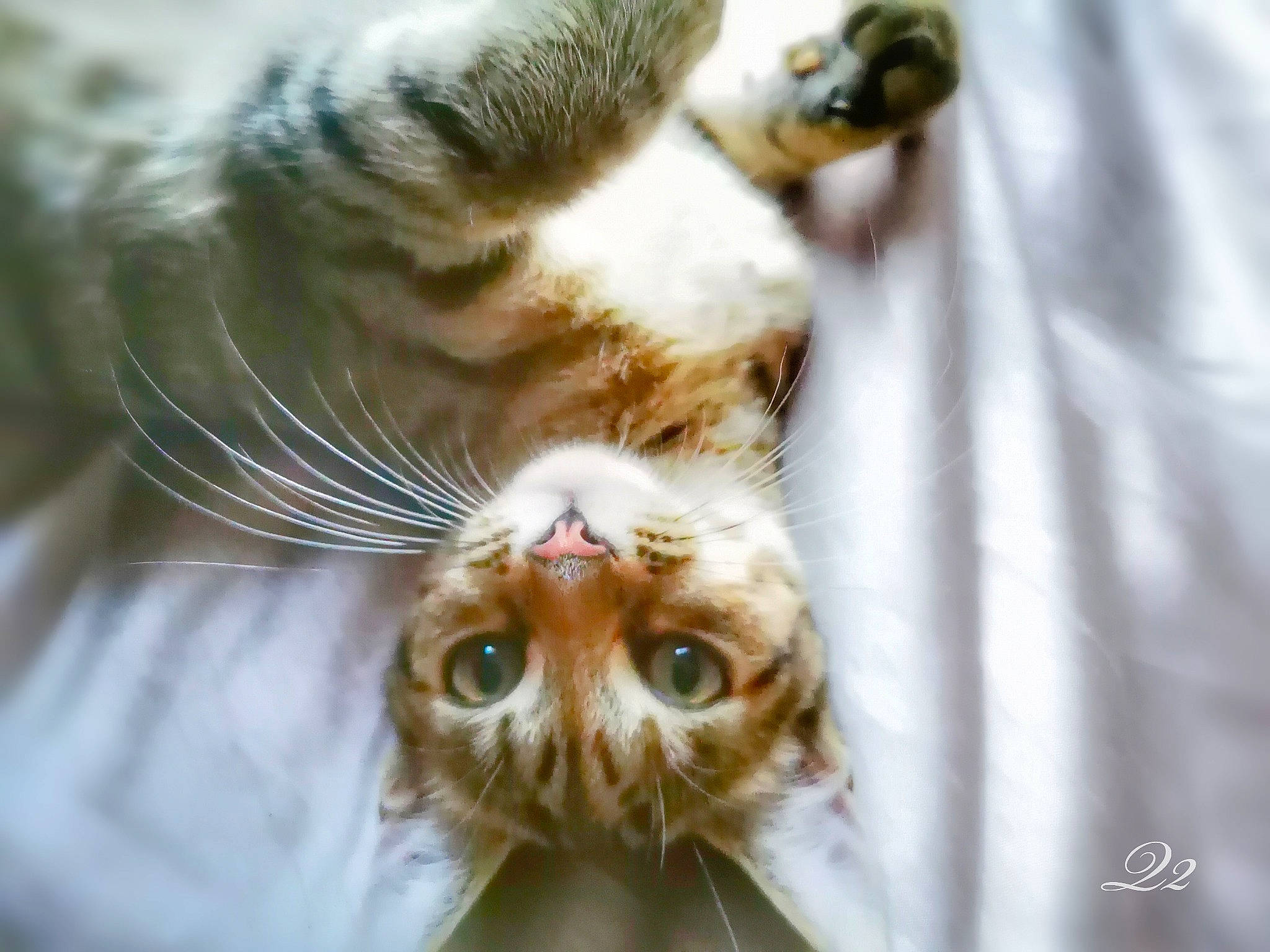 Katy joined the competition — help win amazing prizes! aegean_cat, american_curl, american_wirehair, carnivore, cat, european_shorthair, felidae, fur, kitten, small_to_medium_sized_cats, snout, tabby_cat, whiskers