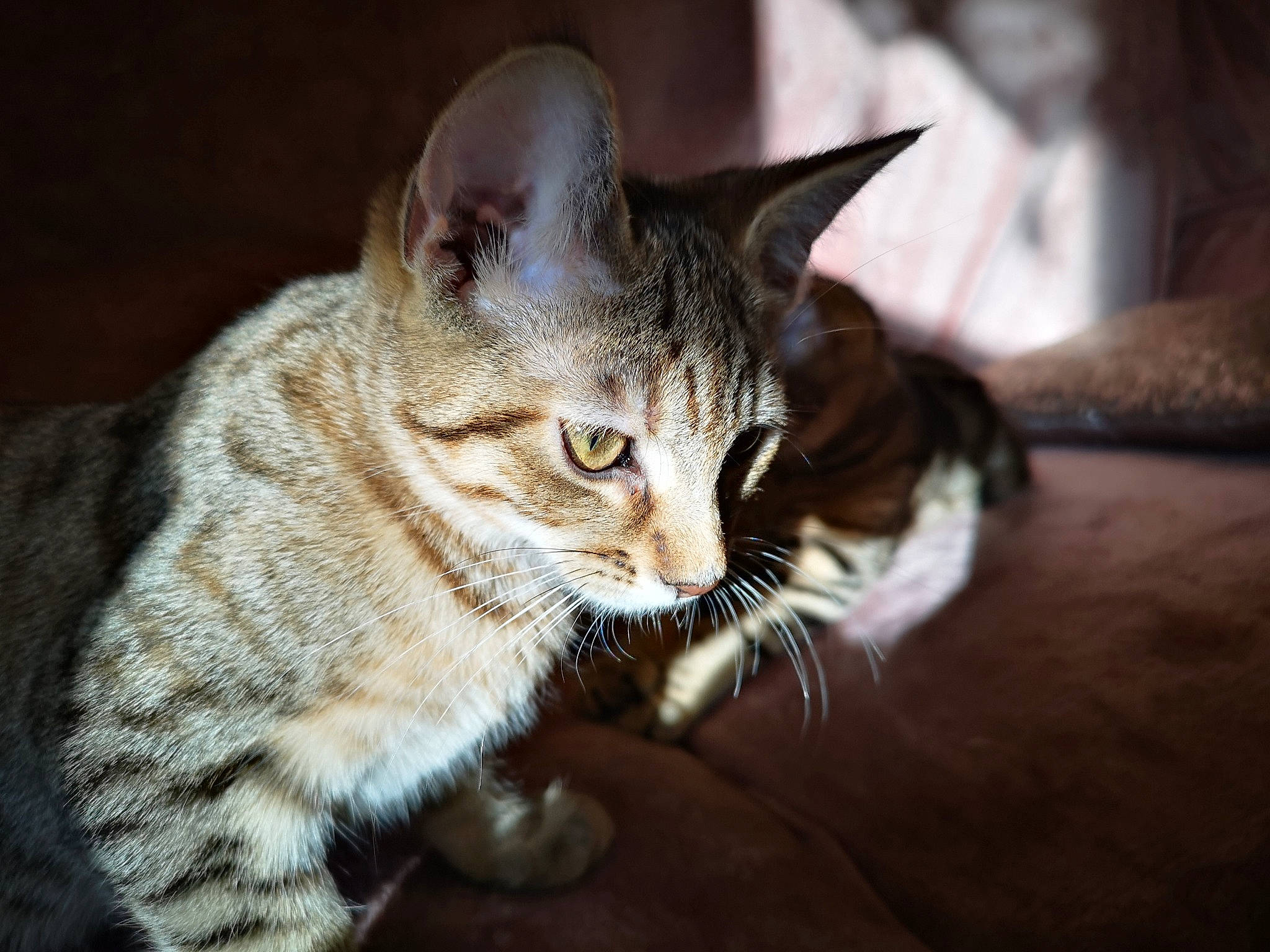 Katy joined the competition — help win amazing prizes! american_shorthair, asian, bengal, carnivore, cat, domestic_short_haired_cat, dragon_li, egyptian_mau, european_shorthair, felidae, fur, kitten, mammal, ocicat, small_to_medium_sized_cats, snout, sokoke, tabby_cat, vertebrate, whiskers