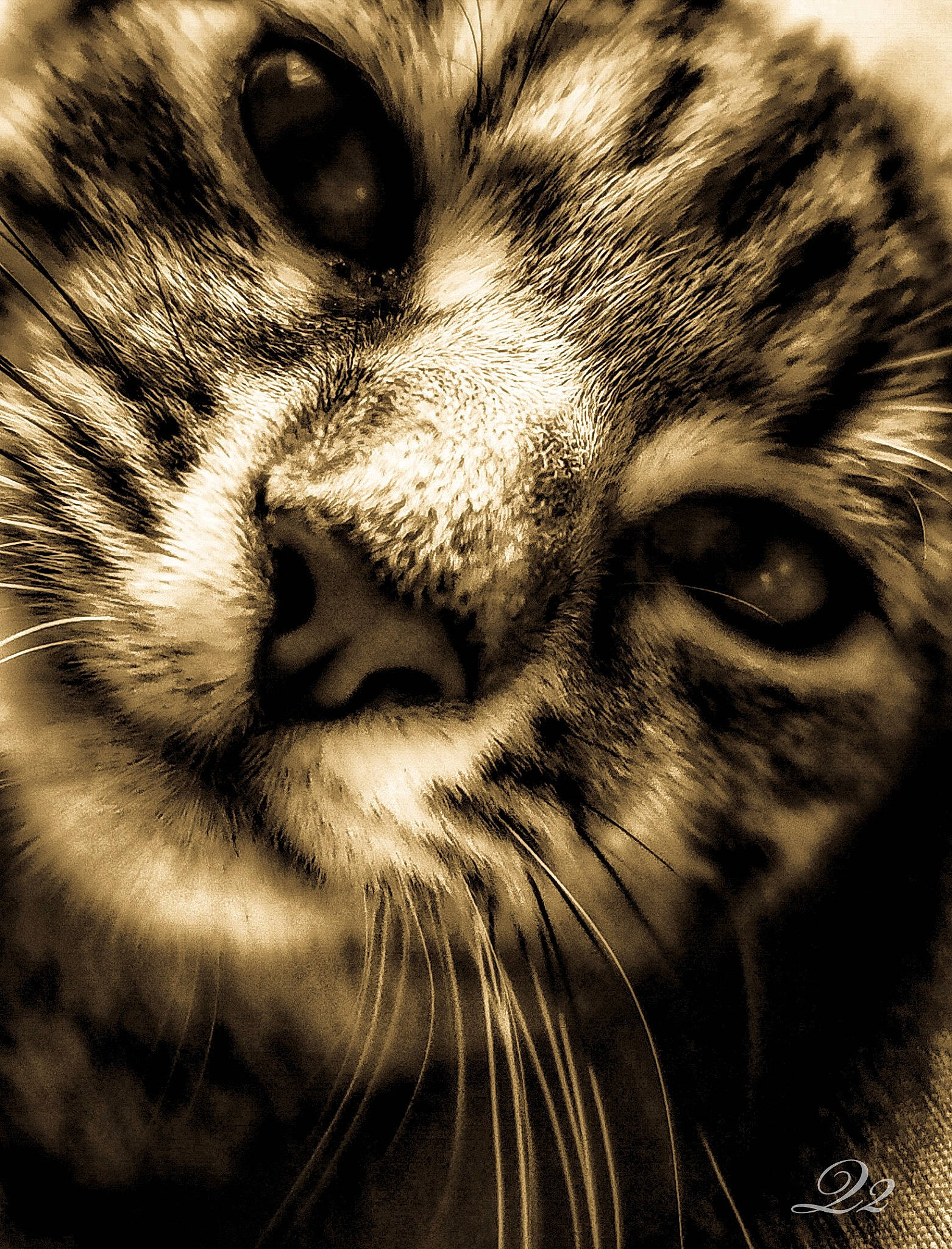 Katy is registered to the contest to win money with this photo: asian, bengal, black_and_white, carnivore, cat, close_up, european_shorthair, eye, felidae, fur, kitten, mammal, monochrome, nose, small_to_medium_sized_cats, snout, tabby_cat, toyger, whiskers, wildlife