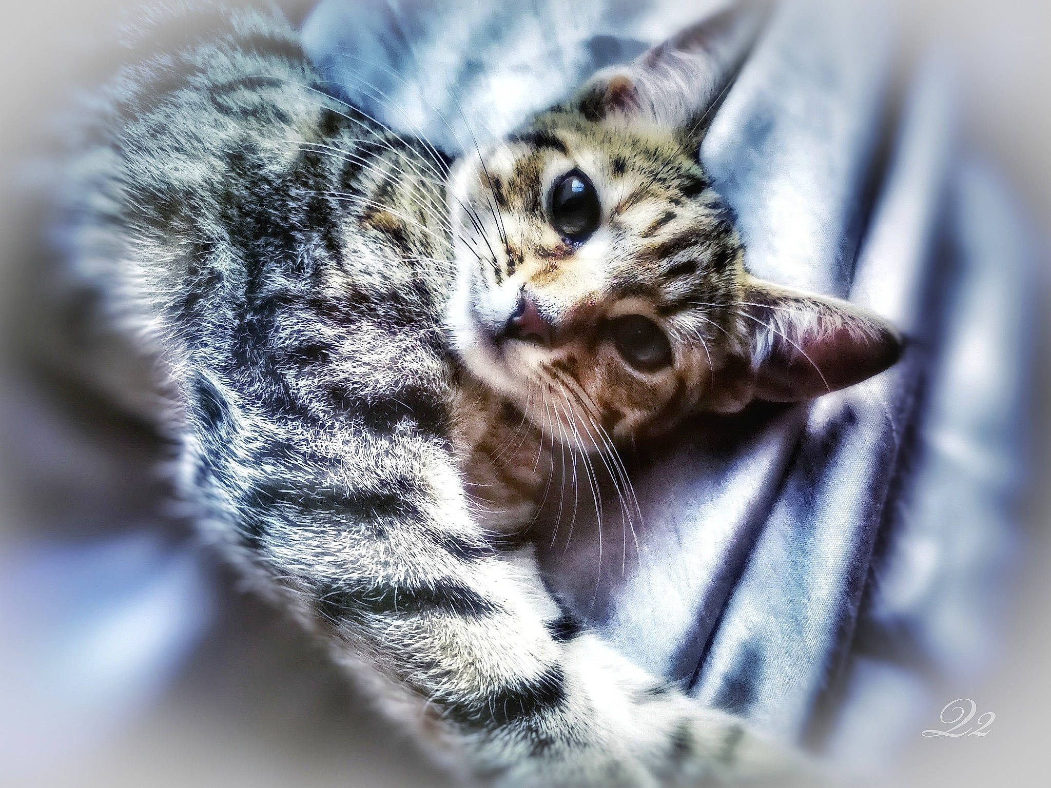 Katy is registered to the contest to win money with this photo: american_shorthair, asian, bengal, carnivore, cat, close_up, dragon_li, egyptian_mau, european_shorthair, eye, felidae, kitten, mammal, ocicat, small_to_medium_sized_cats, snout, tabby_cat, toyger, vertebrate, whiskers