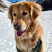 Charly participe au concours pour gagner de l'argent avec cette photo : dog, golden_retriever, snow, mountain, outdoor, pet, canine, fur, tongue_out, sunlight, winter, nature, sky, happy, animal, landscape, cold, blue_sky, snowy, leash
