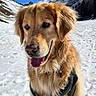 dog, golden_retriever, snow, mountain, outdoor, pet, canine, fur, tongue_out, sunlight, winter, nature, sky, happy, animal, landscape, cold, blue_sky, snowy, leash