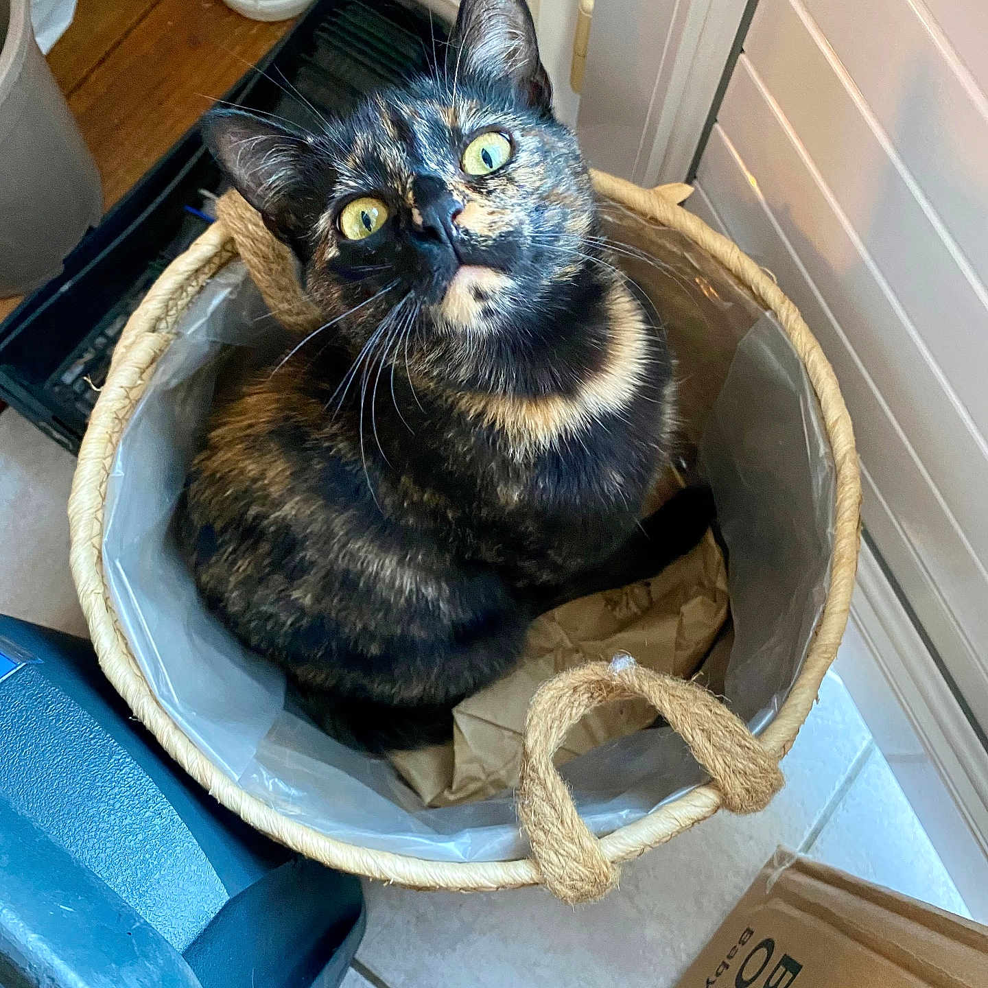 Luna participe au concours pour gagner de l'argent avec cette photo : animal, art, basket, canine, cat, dog, dogbed, fun, hardwood, kitten, leisureactivities, manx, pet, picnic, picnicbasket, stainedwood, wood