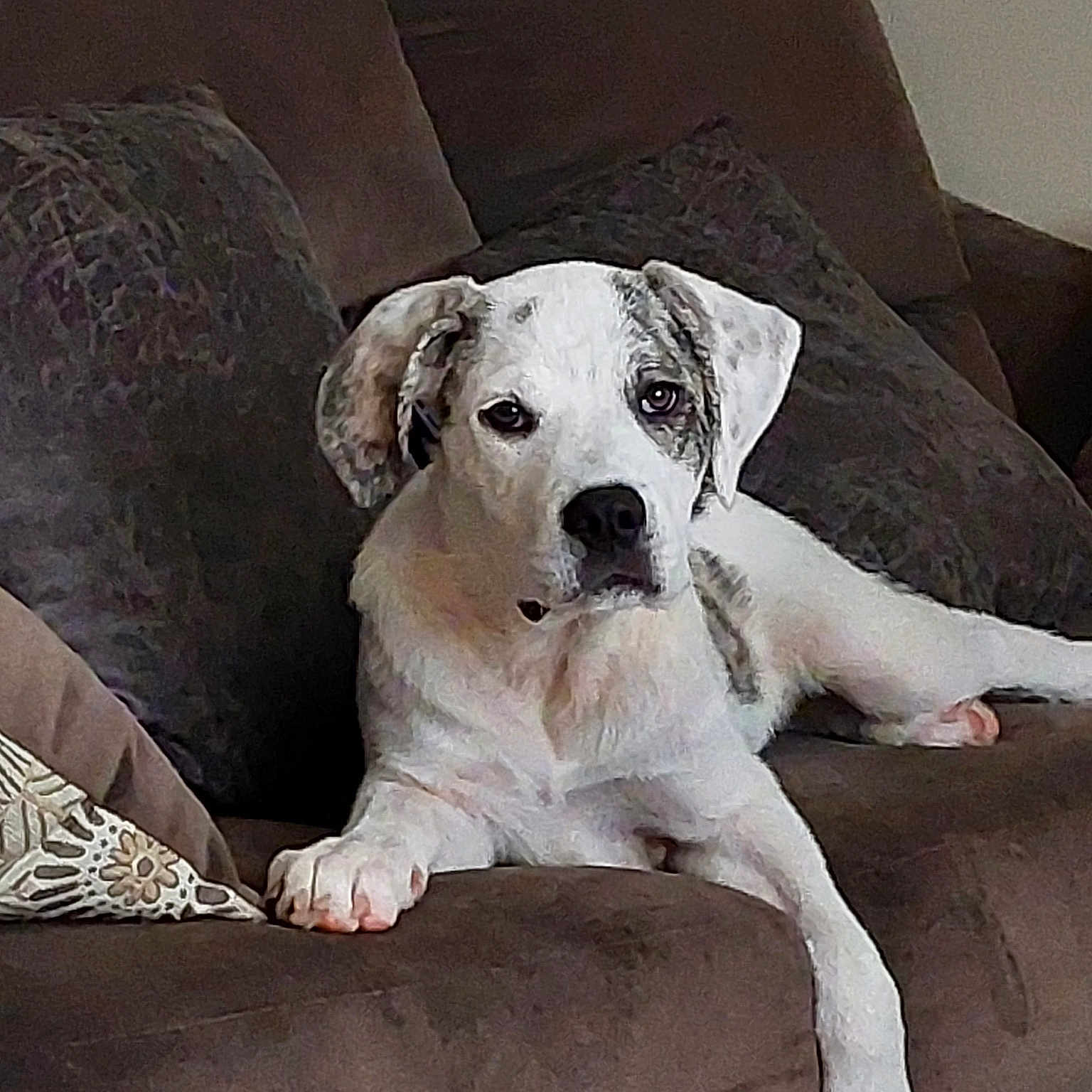 Cosmo
