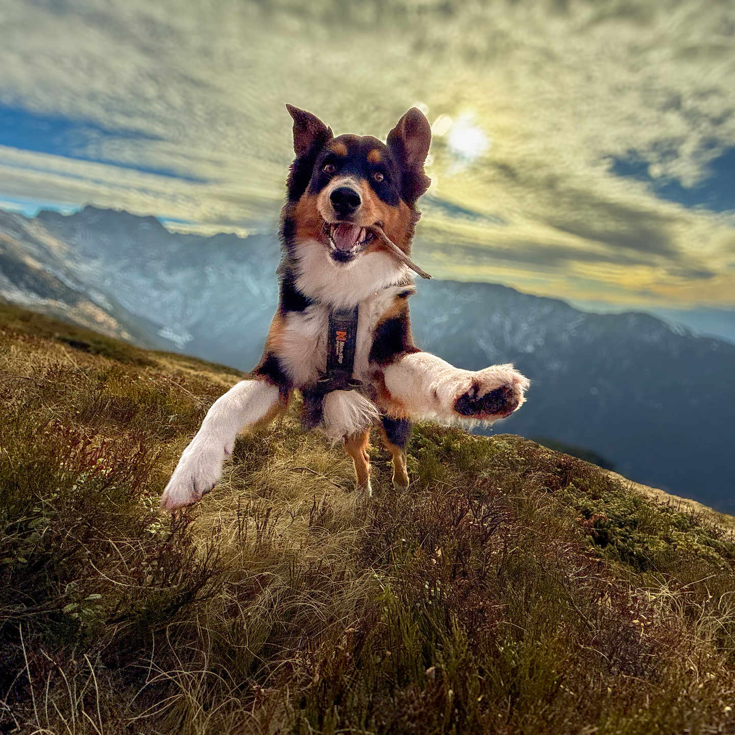 Maïdo participe au concours pour gagner de l'argent avec cette photo : animal, bulldog, canine, collie, dog, field, grass, grassland, hound, husky, mountain, mountainrange, nature, outdoors, peak, pet, plant, pointer, puppy, terrier