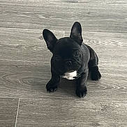 Glinda participe au concours pour gagner de l'argent avec cette photo : dog, puppy, french_bulldog, black_dog, pet, animal, sitting, floor, wood_floor, indoor, cute, small_dog, ears, white_patch, looking_up, adorable, young_dog, companion, domestic_animal, curious
