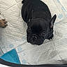 Glinda a rejoint le concours — aidez-le/la à gagner de superbes lots ! puppy, french_bulldog, black_dog, pet, dog, puppy_pad, paw_prints, cute, pet_care, animal, young_dog, indoor, looking_up, small_dog, ears, face, wrinkles, adorable, companion, canine