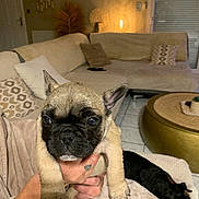 Yoda participe au concours pour gagner de l'argent avec cette photo : french_bulldog, puppy, dog, hand, person, living_room, sofa, cushion, blanket, table, lamp, tile_floor, decor, cozy, pet, sleeping_dog, indoor, brown, black_dog, home