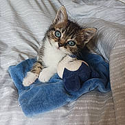 Elsa a rejoint le concours — aidez-le/la à gagner de superbes lots ! adorable, animal, bedspread, blanket, blue_eyes, cat, comfort, cozy, cute, feline, fur, indoor, kitten, pet, playful, resting, small, soft, stuffed_toy, young