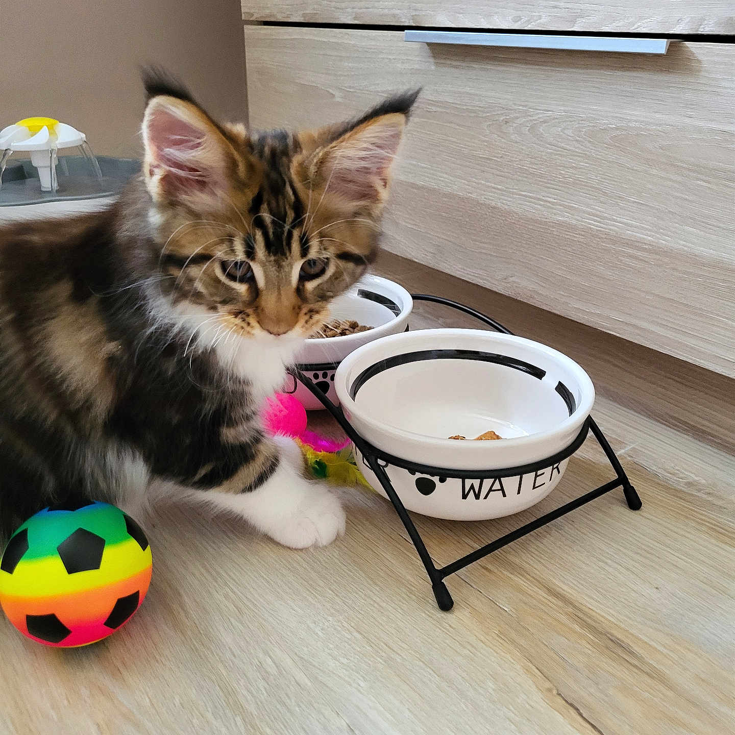 Arès participe au concours pour gagner de l'argent avec cette photo : animal, ball, bowl, cat, drawer, football, furniture, hardwood, indoors, interiordesign, kitten, manx, pet, plywood, soccer, soccerball, sphere, sport, table, wood