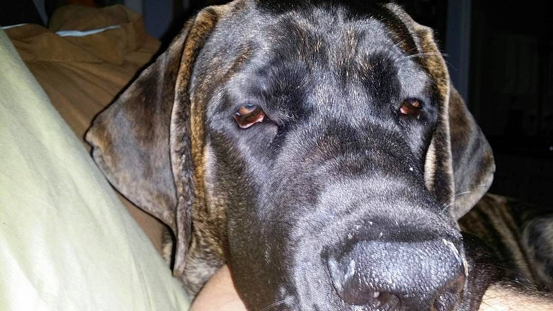 Raptor joined the competition — help win amazing prizes! borador, canidae, carnivore, companion_dog, dog, dog_breed, event, fawn, fur, guard_dog, gun_dog, hunting_dog, liver, snout, sporting_group, whiskers, working_animal, working_dog