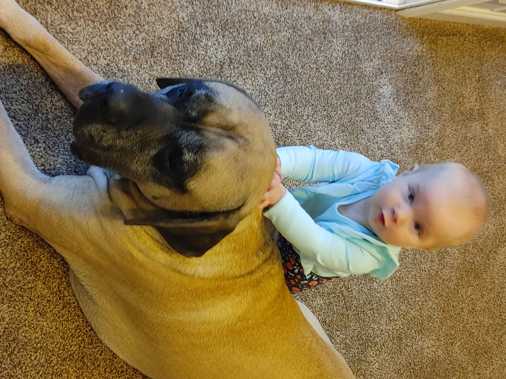 Hooch is registered to the contest to win money with this photo: baby_toddler_clothing, carnivore, comfort, companion_dog, dog, dog_breed, fawn, finger, floor, flooring, foot, gesture, mammal, smile, snout, terrestrial_animal, toddler, whiskers, wood, working_animal