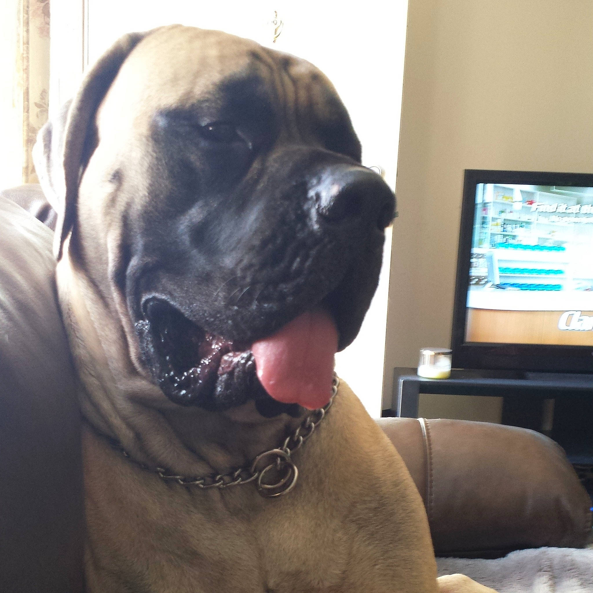 Hooch is registered to the contest to win money with this photo: canidae, carnivore, collar, companion_dog, computer_monitor, dog, dog_breed, dog_collar, fawn, fur, giant_dog_breed, guard_dog, molosser, non_sporting_group, selfie, snout, sporting_group, television, whiskers, working_dog